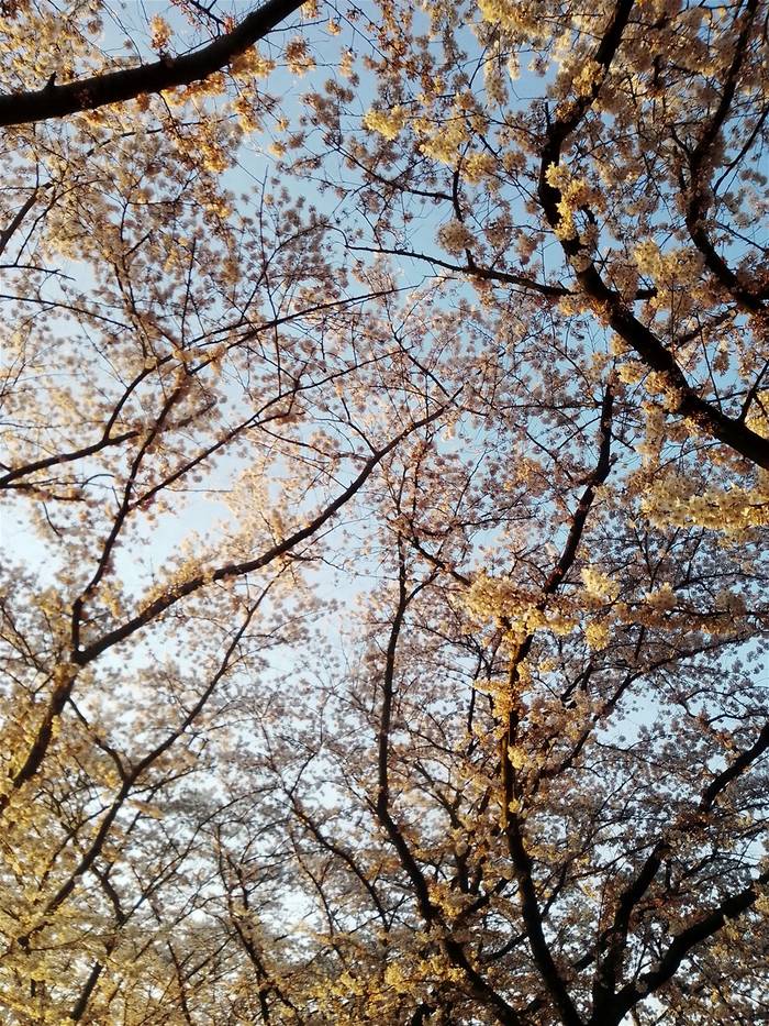 Bloesem in de lente, opnieuw buiten bewegen na de winter