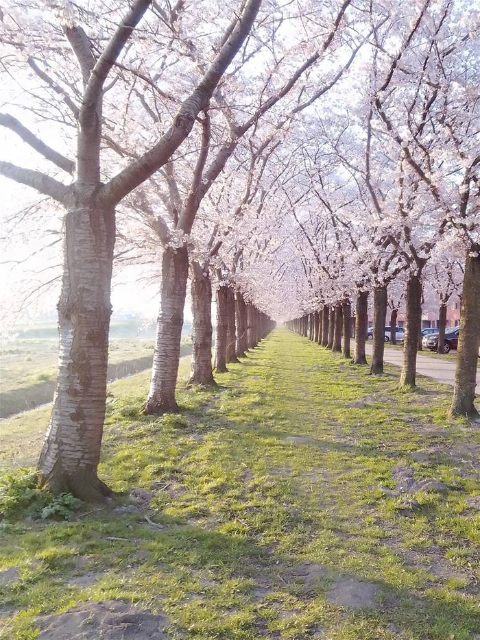 Laan met bloesembomen, geschikt voor een wandeling of hardlooprondje